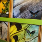 Weekend 6: Muzeum Motyli