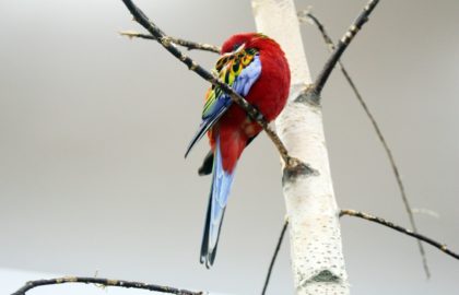 Papugarnia