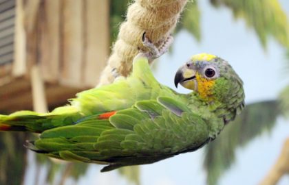 Papugarnia