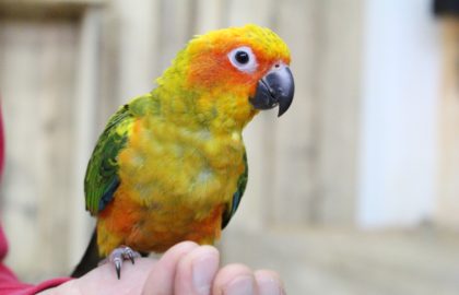 Papugarnia