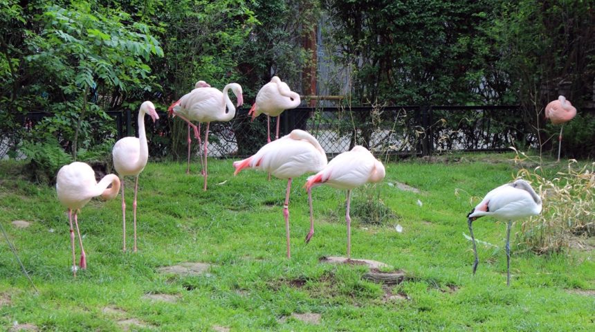 Krakowskie-Zoo