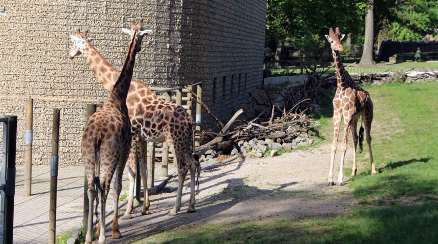 Krakowskie-Zoo