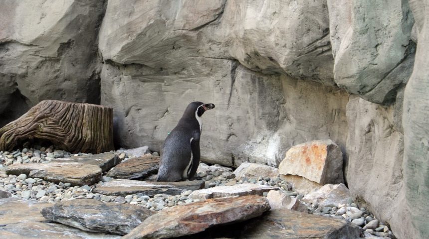 Krakowskie-Zoo