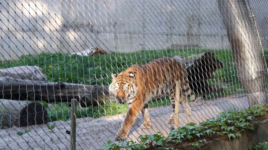 Krakowskie-Zoo