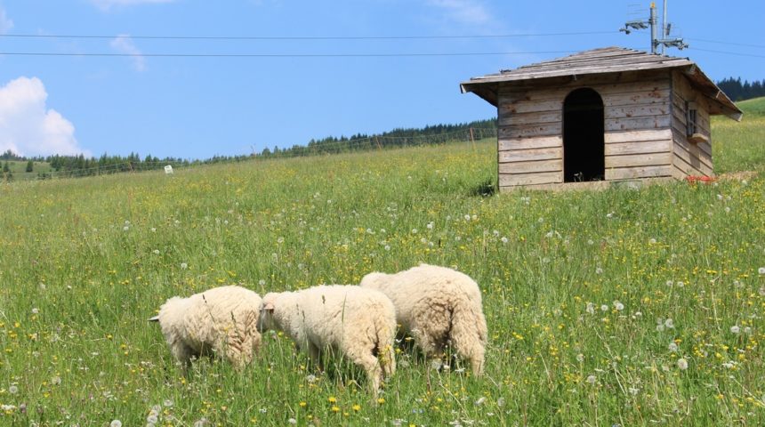 Sciezka-Koronami-Drzew